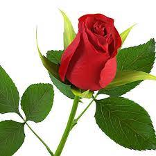 Your flower rose stock images are ready. Red Rose Flower At Rs 25 Piece George Town Chennai Id 16361461530