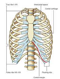 Gross anatomy there are 12 pairs of ribs which are separated by intercostal spaces. Easy Notes On Ribs Learn In Just 4 Minutes Earth S Lab