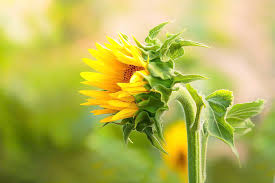 Maybe you would like to learn more about one of these? Baby Plant Of Sunflower Novocom Top