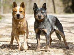 Both are very nice dogs. Australien Cattle Dog Australian Cattle Dog Pups Te Koop Cattle Dog Pup Kopen 16 226 Likes 6 Talking About This Latoyial Toact