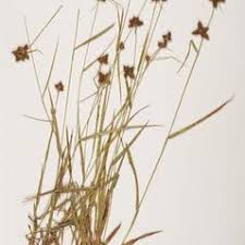 Image result for Fuirena pubescens