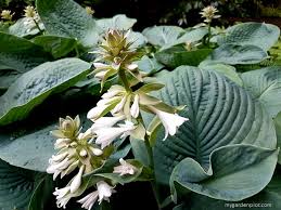 Water regularly to help it establish. How To Grow Hostas How To Plant And Care For Hostas