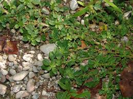 Image result for Hermbstaedtia scabra