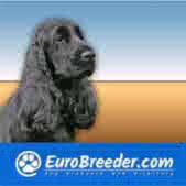 Some owners give them a close crop for a sportier look and to reduce grooming time. English Cocker Spaniel Spaniel Cocker Breeders And Kennels Eurobreeder Com