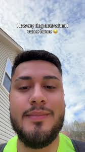 Excited Chihuahua Welcomes Owner Home Funny Reaction