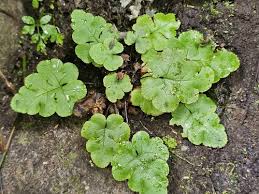 Image result for Chamaecrista fenarolii