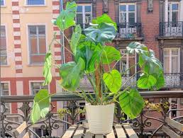 Growing a monstera from seed requires some basic supplies, including soil and plastic pots, and if you don't have access to grow lights or heating mats, you should plan to start your monstera seeds. How Much Light Does A Monstera Need Indoor Plants World