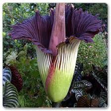 Putrella to niespotykana odmiana tropikalna. Dziwidlo Olbrzymie 7287471409 Oficjalne Archiwum Allegro