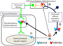 Frontiers Regulation Of Gastrointestinal Motility By Motilin And Ghrelin In Vertebrates Endocrinology Raphaël perez konnten wir viele positive informationen finden. regulation of gastrointestinal motility