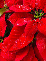 Morning Dew On A Poinsettia Christmas Photography Christmas Magic Christmas Images