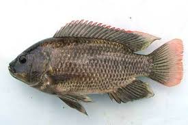 1 Lengkap Ini Cara Budidaya Ikan Nila 2019 Ikan Habitat Ikan Cupang