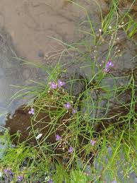 Image result for Murdannia semiteres