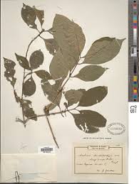 Image result for Mostuea brunonis