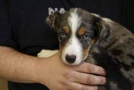 Free boxer puppies in missouri. Puppy Partners Program Humane Society Of Missouri