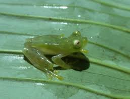 Image result for glass frog