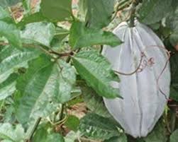 Image result for Telfairia