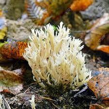 Free for commercial use no attribution required high quality images. Clavulina Cristata Mushroom Known As The White Coral Fungus Stock Photo Picture And Royalty Free Image Image 88533580