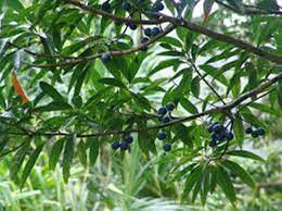 Berikut ini jenis beserta ciri dan gambar durian yang paling populer digemari banyak orang. Buah Biru Yang Menawan Halaman 1 Kompasiana Com