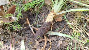 Image result for Pseudopodospermum hispanicum