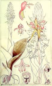 Image result for Satyrium trinerve