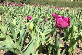 Narzissen und krokusse sind die ersten blumen, die in holland blühen. Tulpen Aus New Amsterdam Moment New York