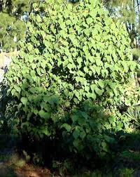 Image result for Dombeya torrida