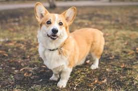 Find a pembroke welsh corgi puppy from reputable breeders near you in north carolina. Pembroke Welsh Corgi Dog Breed Information