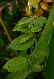 Image result for Tragia rupestris