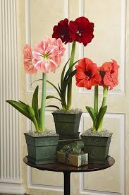 Potted Bulbs For Christmas 40 Crafty Handmade Gift Ideas Decorating Hgtv Amaryllis Flowers Christmas Flowers Amaryllis