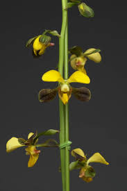 Image result for Eulophia streptopetala