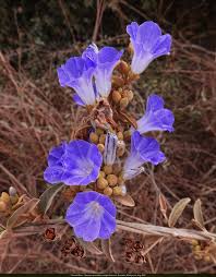 Image result for Bonamia spectabilis