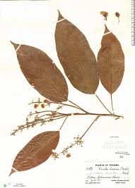 Image result for Lindackeria