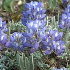 Purple flowers in washington state. Subalpine Wildflowers Blue Purple Mount Rainier National Park U S National Park Service