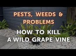 Wild grape vines are aggressive growers and can quickly become unmanageable in a garden setting. How To Kill A Wild Grape Vine Youtube