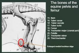 The image of a statue from the ramappa temple proves this, showing an indian woman's foot clad in a raised shoe. Anatomy Of The Equine Hind Limb Physiopedia