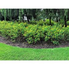 Image result for Tricalysia pallens