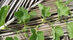 Image result for Cucumis melo