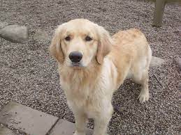 We did not find results for: Akc Golden Retriever Puppies For Sale In Ohio Goldenretrieverpuppiesforsalenearme Dogs Golden Retriever Retriever Puppy Golden Retriever