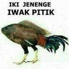 25/07/2012 pukul 14:13 om kicau. Pin Oleh Goendoeng Goodmaan Di A Lucu Semuanya Lucu Binatang Aneh