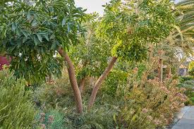 Image result for Cussonia natalensis