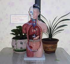 Check spelling or type a new query. 42cm Female Torso 15 Parts Female Body Anatomy Model Female Organ Anatomical Model 15 Parts Anatomy Model Anatomical Modelfemale Organ Aliexpress