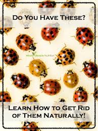 Top 10 Natural Ways To Get Rid Of Ladybugs Aka Asian Lady Beetles Whole Lifestyle Nutrition Lady Beetle Asian Beetle Asian Ladybugs