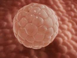 It is considered one of the major possible signs of early pregnancy. 4 Weeks Pregnant It S Time To Test Yay Or Nay Times Of India