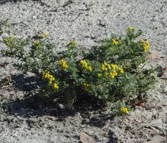 Image result for Grangea zambesiaca