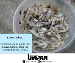 Tetapi terkadang ada juga yang memberikan hentakan secara tiba tiba. Majalah Umpan Udang Beras Udang Paya Anak Udang Galah Antara Umpan Udang Yang Boleh Digunakan Facebook