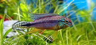 You can follow the directions to mark each category and the tool will separately alphabetize the information under each category for your convenience. Apistogramma Dwarf Cichlids Tropical Fish Hobbyist Magazine