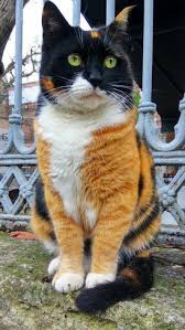 N Unal Cok Sirin Hayvanlar Kediler Ve Yavrulari Cute Kittens
