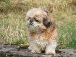 Growth Shih Tzu Puppy Weight Chart Shih Tzu