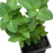 Image result for Ocimum lamiifolium