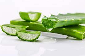 Aloe vera atau lidah buaya merupakan tanaman dengan banyak manfaat kesehatan dan kecantikan. Ini Alasan Aloe Vera Baik Untuk Kulit Kering